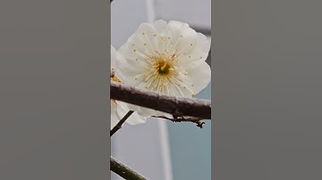 Thumbnail of 오늘 핀 꽃 매화 Today Apricot Flower 梅花  jocote