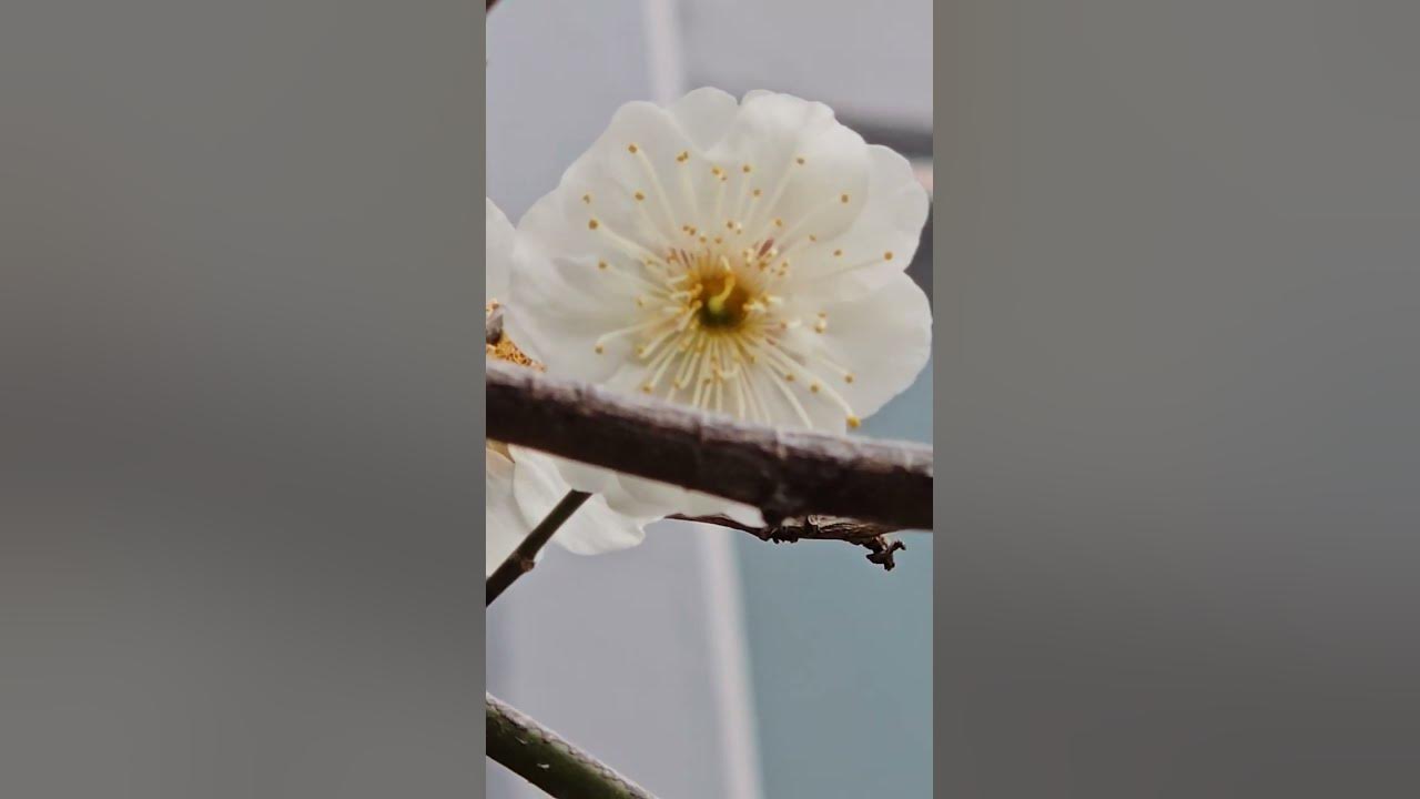 오늘 핀 꽃 매화 Today Apricot Flower 梅花  jocote