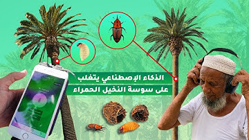 The Global Mission to Save Palm Trees | Palmear’s AI Journey