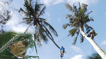 Cưa cây dừa lâu năm rất cao có ổ ông vò vẽ. Cặp lộ khu vực người dân Campuchia