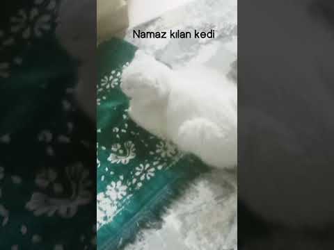 Müslüman kedi namaz