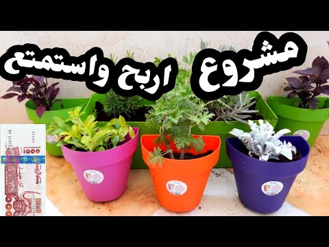 مشروع مشتلة في كل بيت اربح واستمتع بالمشروع