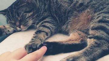 Cute Cat Doesn’t want to wake up