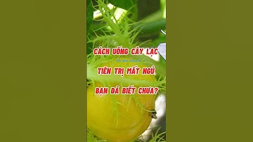 CÁCH UỐNG CÂY LẠC TIÊN TRỊ MẤT NGỦ #dinhduong #dexuatyoutube #baithuocdangian #health #shortvideo