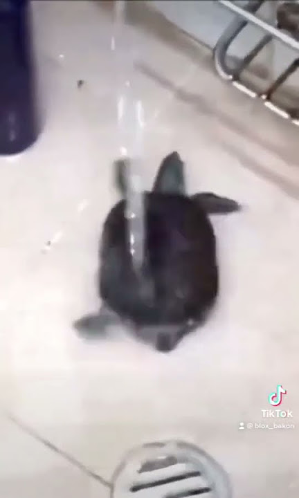 اتمني احمد محسن يتخطى 😂 I hope Ahmed Mohsen skips #funnyvideo #meme #fyp #foryou #ضحك #ميمز_العرب