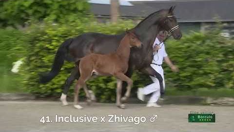41 Nuri vd Anjershof (Inclusive x Zhivago)
