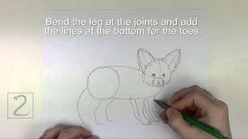 How to Draw a Fennec Fox