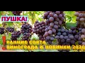 ПУШКА! РАННИЕ СОРТА ВИНОГРАДА И НОВИНКИ 2020 г.