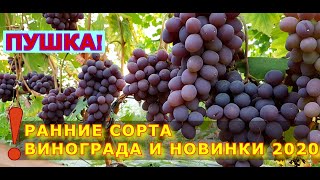 ПУШКА! РАННИЕ СОРТА ВИНОГРАДА И НОВИНКИ 2020 г.