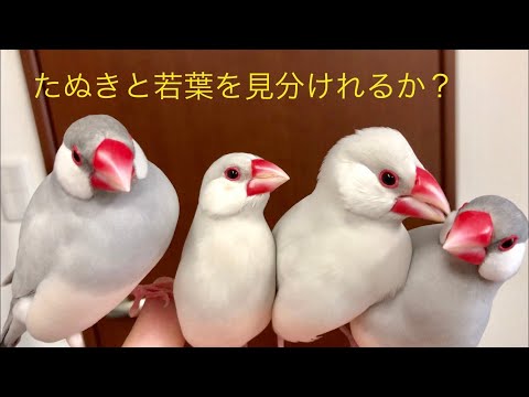 【シルバー文鳥】我が家の日常 朝の放鳥編 Daily play time Java sparrow