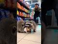 Chasing raccoons out of a store stealing alcohol #raccoon #liquor #liquorstore #raccoonshorts #news