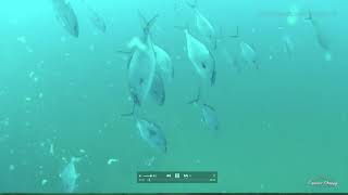 Gulf of Mexico Pipeline Fishing  What is it and what lives there?