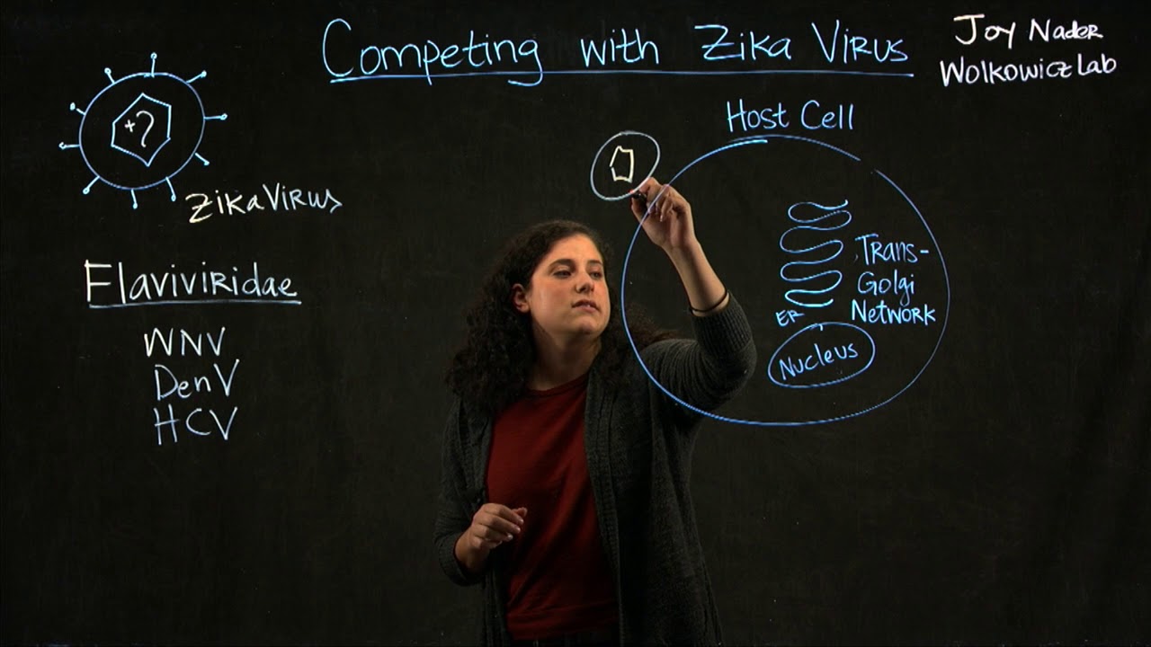 Science Glass at SDSU: Competing with Zika Virus by Joy Nader