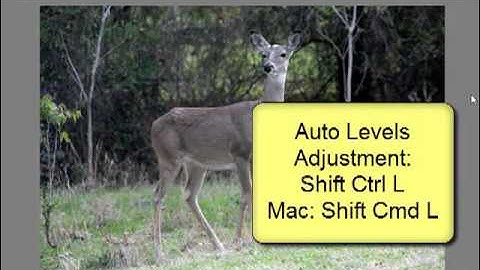 Quick Photo fixes in Photoshop and PSE