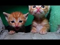 Five Little Warriors | Newborn Kittens Raised By Human