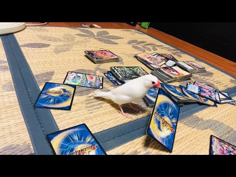 【文鳥】新しいおもちゃどうかな？やっぱりコレが好きなハクちゃん【Java sparrow】I love family toys more than new toys.