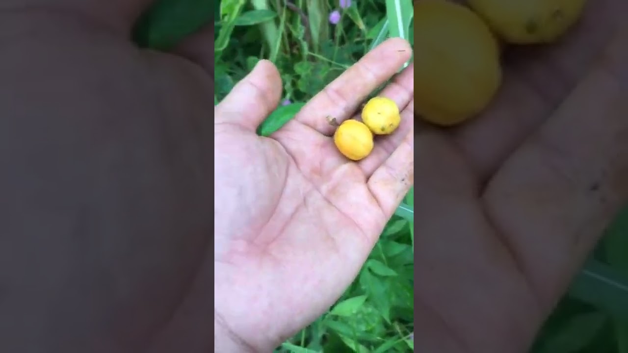 Trở Về Tuổi Thơ | Qua Miền Tây Bắc #shorts