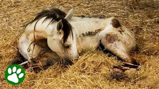 Women Rescue Collapsed Tourist Horse