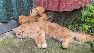 A crying mother cat begs for help for her newborn kittens. Just unbelievable!