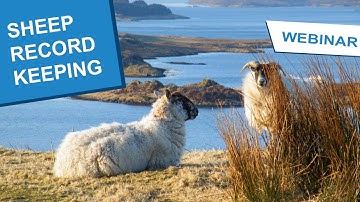Sheep Record Keeping