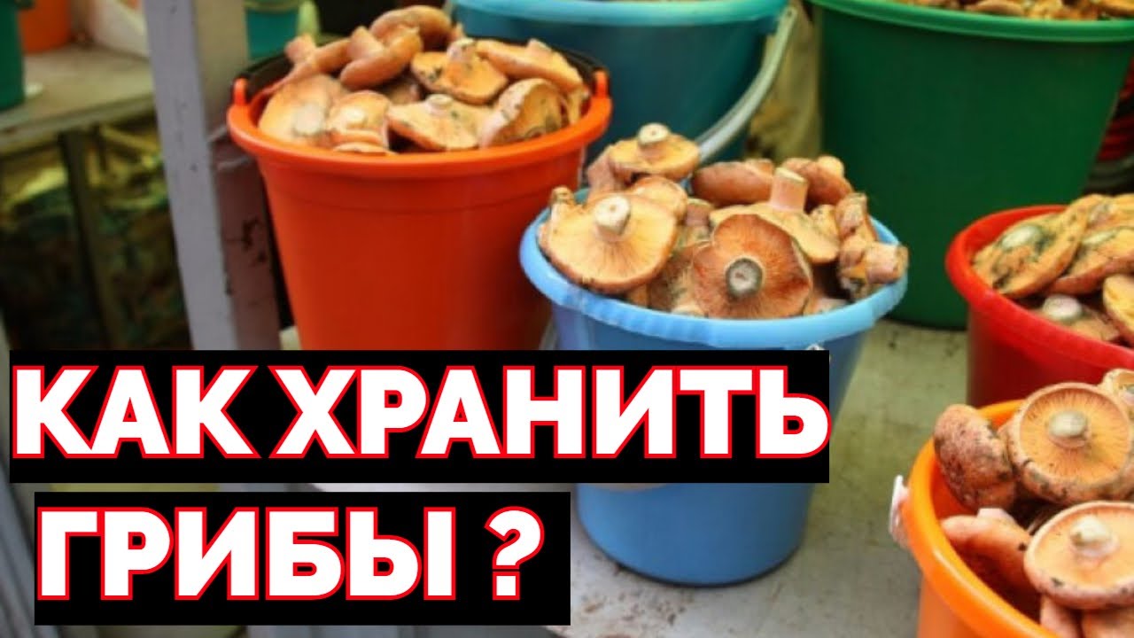 Как хранить свежие грибы в холодильнике и в морозилке ?