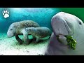 Les vaches de mer menaces dextinctions  lamantins  dugong  documentaire animaliers  amp