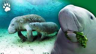 Les vaches de mer menacées d'extinctions - Lamantins - Dugong - Documentaire Animaliers - AMP