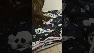 #perrito este es mi nuevo perrito(pawichis)
