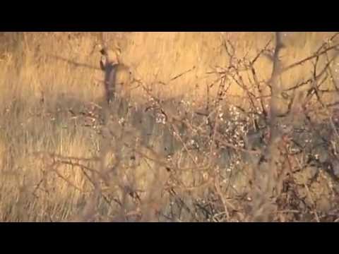 LEONESSE IN CACCIA (music Out of Africa You are Ka...