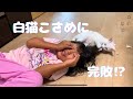 白猫こさちゃんのイタズラタイム なっちゃんがギブアップ