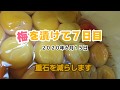 梅の重石を減らしますReduce the weight of plums