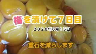 梅の重石を減らしますReduce the weight of plums