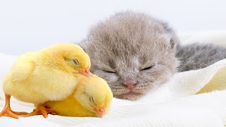 CUTE KITTEN AND CHICK SLEEP SWEETLY BABY CHICKEN BRITISH SHORTHAIR KITTENS