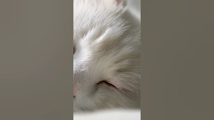 Video 11573441: white turkish angora cat, cat sleeping sound