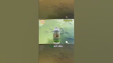 YUCCA DOBIO tự nhiên giúp giảm thải khí độc ao nuôi thủy sản #dongdopa #dopa #thuysandopa #dobio