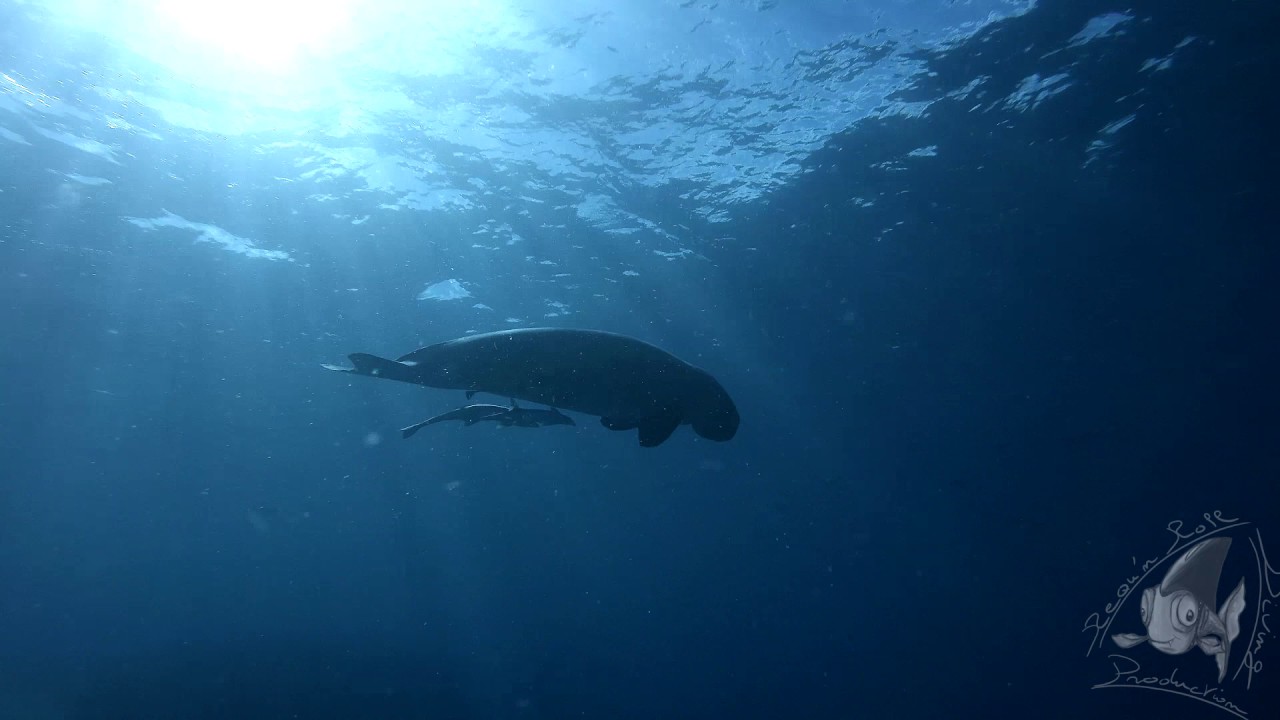 Dugong -Dugong dugon-