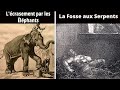 5 Des Exécutions Par Des Animaux Les Plus Effrayantes De L&#39;histoire.