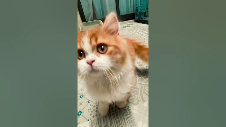 Video 7468341: cats catlover kucing, kucing cute catlover