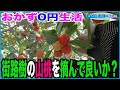 【おかず0円生活】街路樹のヤマモモ を採って良いか尋ねてみた!