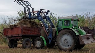 Трактор Т 40 чистит, грузит, возит навоз.