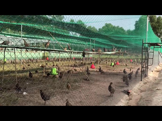 Chim trĩ bảy màu: Kinh nghiệm nuôi sinh sản | Farmvina Nông Nghiệp