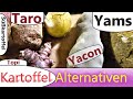 Kartoffel Alternativen Taro, Jams , Yacon, Topinambur, Süßkartoffeln im Test 2021