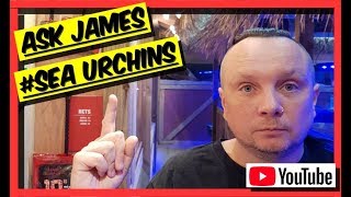 All You Need To Know About SEA URCHINS. Ask James