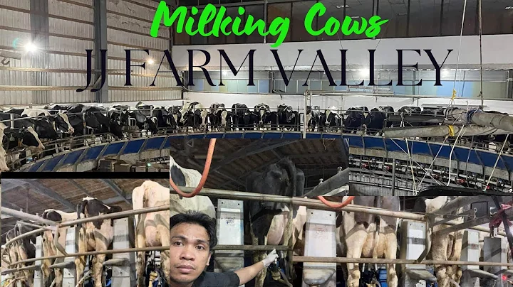 Milking Cows at JJ Farm Valley