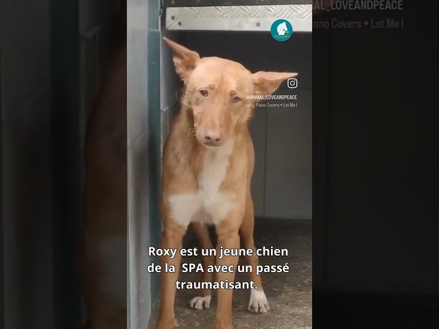 THÉRAPIE ANIMALE - Avec Roxy, épisode 1/2, un chien de la SPA 🐶
