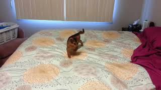 Abyssinian Kitten Larry plays on bed for the first time by LitterNose 1,431 views 4 years ago 14 seconds