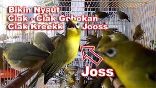 Ciak Ciak Gebokan dan Ciak Krek Joss Pemancing Birahi Kecial Kuning Lombok