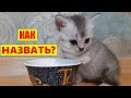 КАК НАЗВАТЬ?! НУЖНА ВАША ПОМОЩЬ!