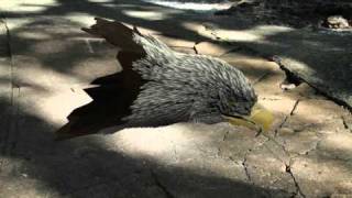 Eagle Rigged Head Turn