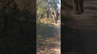 elephant 🐘 sighting in Rajaji Tiger Reserve Chilla zone #junglesafari #forest #wildlife